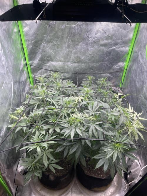 Insane OG, Gran Jefa. Week 8