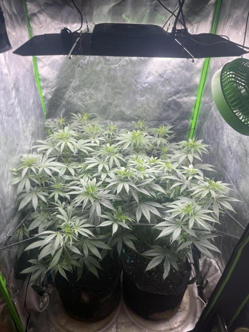 Insane OG, Gran Jefa. Week 8