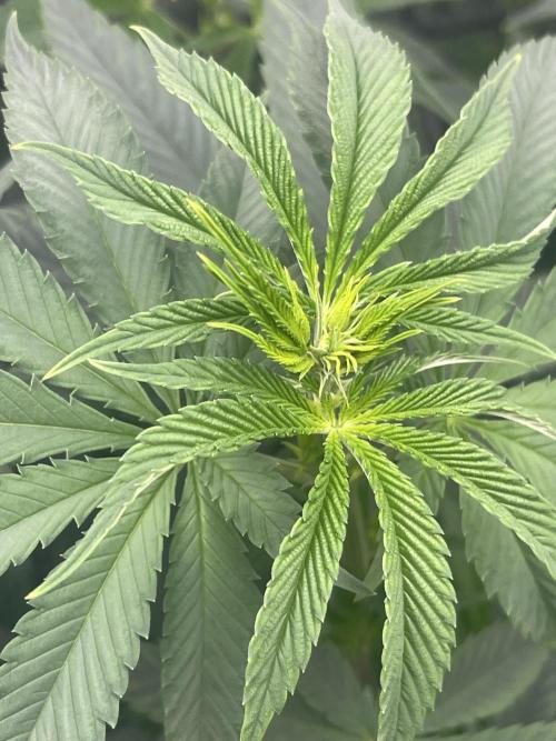 Insane OG, Gran Jefa. Week 8