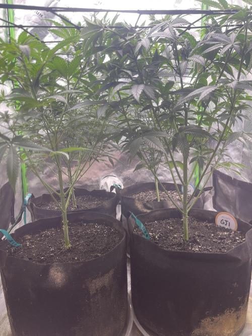 Insane OG, Gran Jefa. Week 8