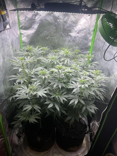 Insane OG, Gran Jefa. Week 9