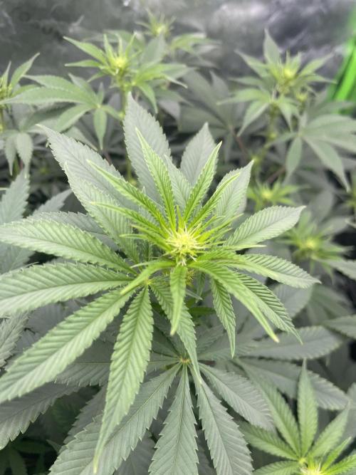 Insane OG, Gran Jefa. Week 9