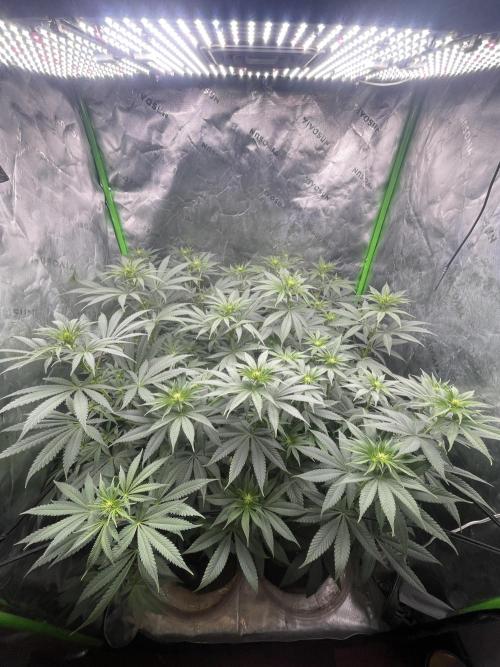 Insane OG, Gran Jefa. Week 9