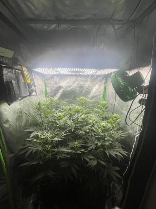 Insane OG, Gran Jefa. Week 10