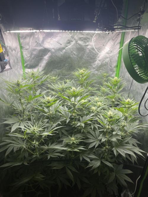 Insane OG, Gran Jefa. Week 10