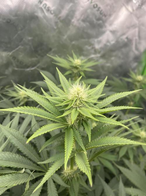 Insane OG, Gran Jefa. Week 10 - Gran jefa 1