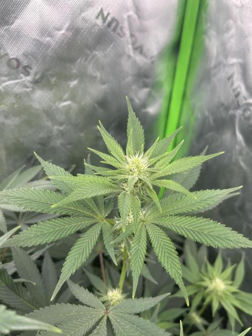 Insane OG, Gran Jefa. Week 10 - Insane og 1