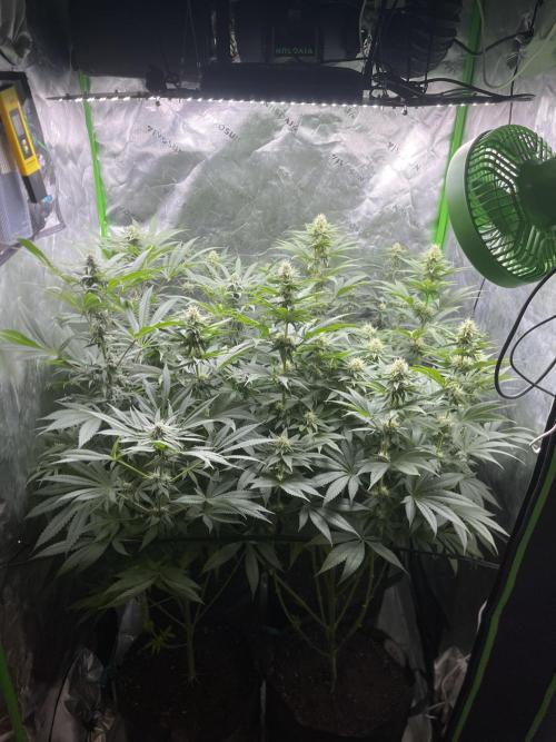Insane OG, Gran Jefa. Week 11
