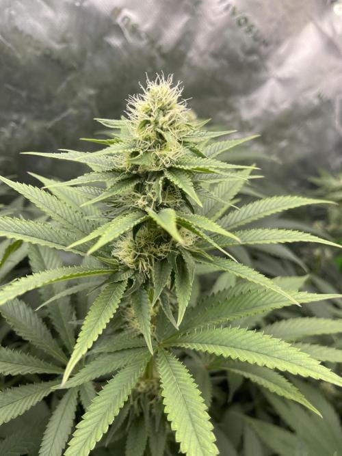 Insane OG, Gran Jefa. Week 11 - Gran jefa 1