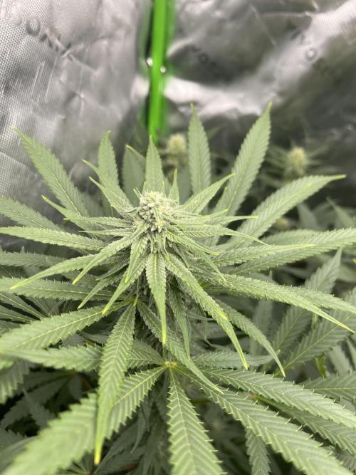 Insane OG, Gran Jefa. Week 11 - Gran jefa 2