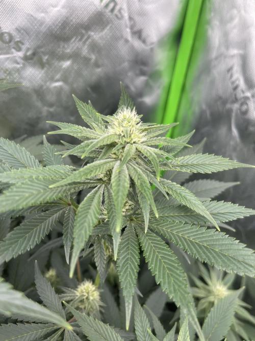 Insane OG, Gran Jefa. Week 11 - Insane og 1