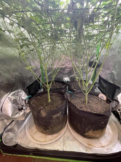 Insane OG, Gran Jefa. Week 11