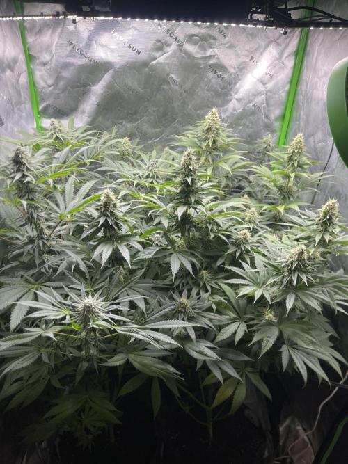 Insane OG, Gran Jefa. Week 12