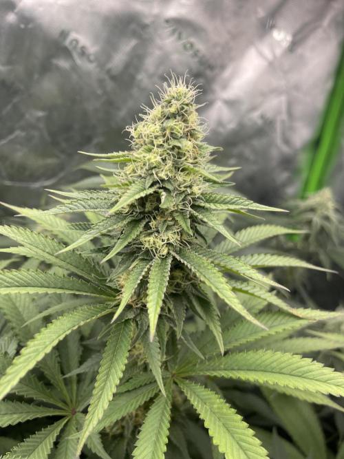 Insane OG, Gran Jefa. Week 12 - Gran jefa 1