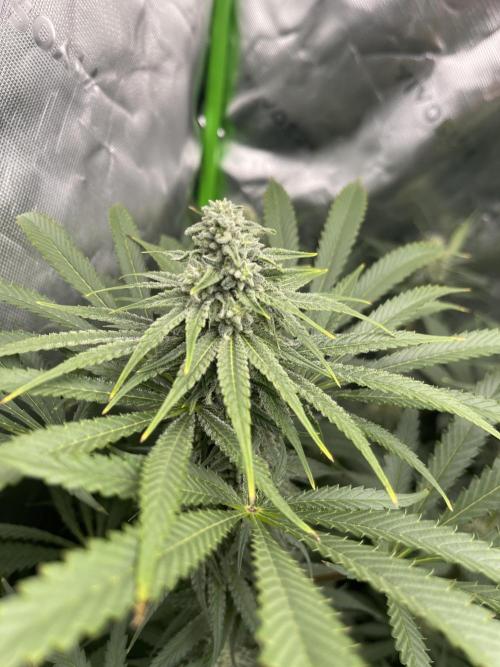 Insane OG, Gran Jefa. Week 12 - Gran jefa 2