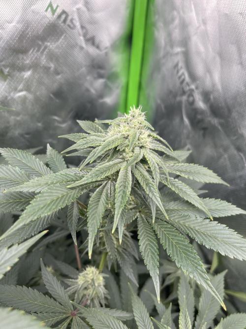 Insane OG, Gran Jefa. Week 12 - Insane og 1