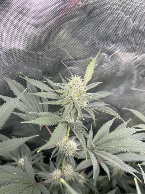Insane OG, Gran Jefa. Week 12 - Insane og 2