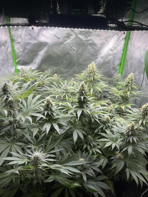 Insane OG, Gran Jefa. Week 13