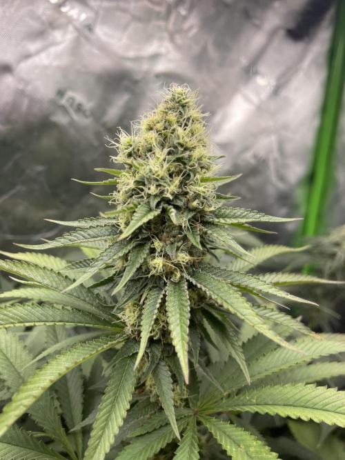 Insane OG, Gran Jefa. Week 13 - Gran jefa 1