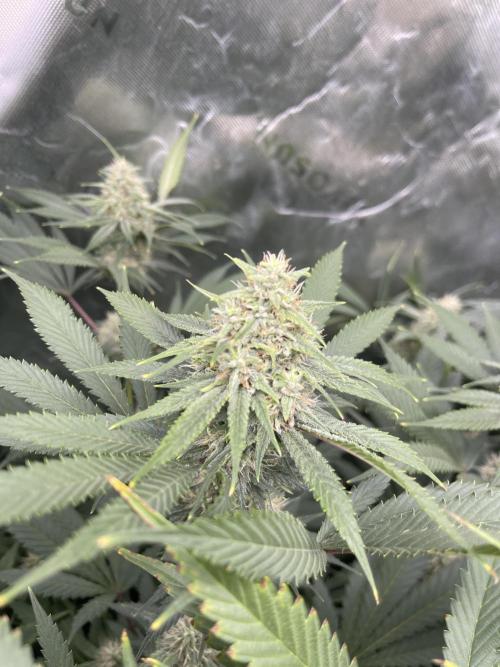 Insane OG, Gran Jefa. Week 13 - Insane og 2