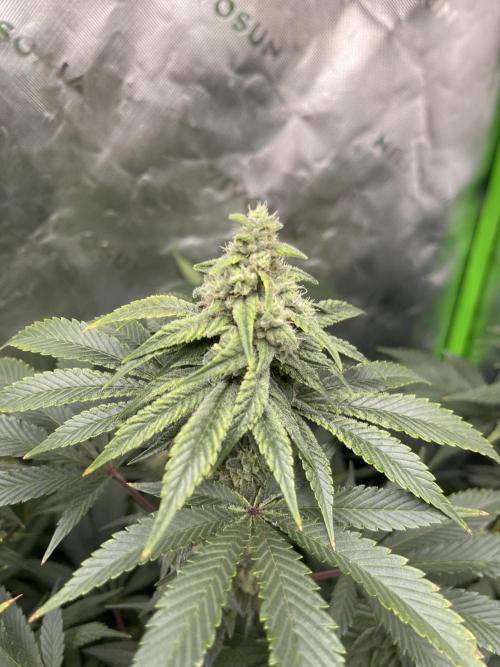 Insane OG, Gran Jefa. Week 13 - Insane og 1