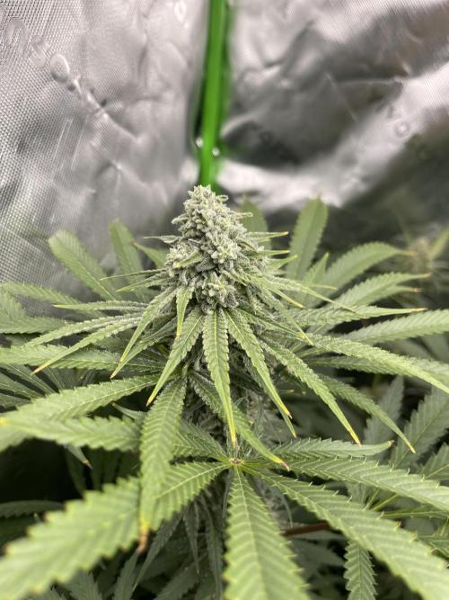 Insane OG, Gran Jefa. Week 13 - Gran jefa 2