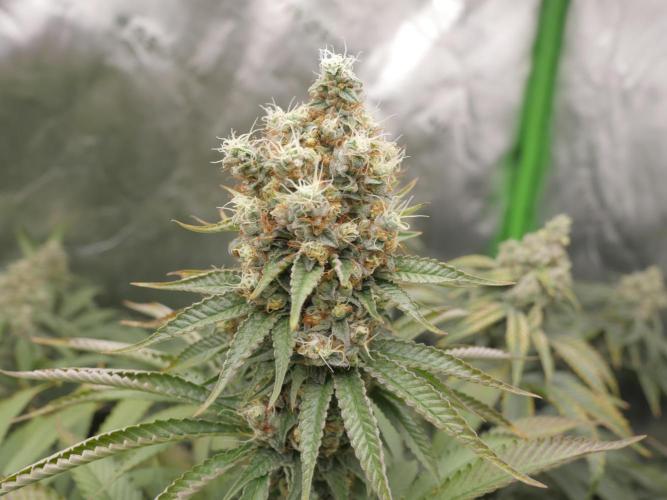 Insane OG, Gran Jefa. Week 14 - Gran jefa 1