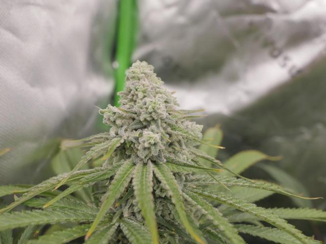 Insane OG, Gran Jefa. Week 14 - gran jefa 2