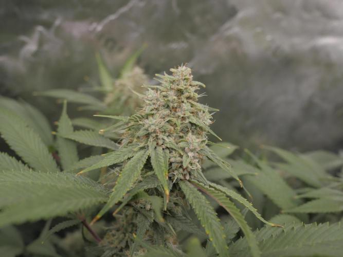 Insane OG, Gran Jefa. Week 14 - insane og 2