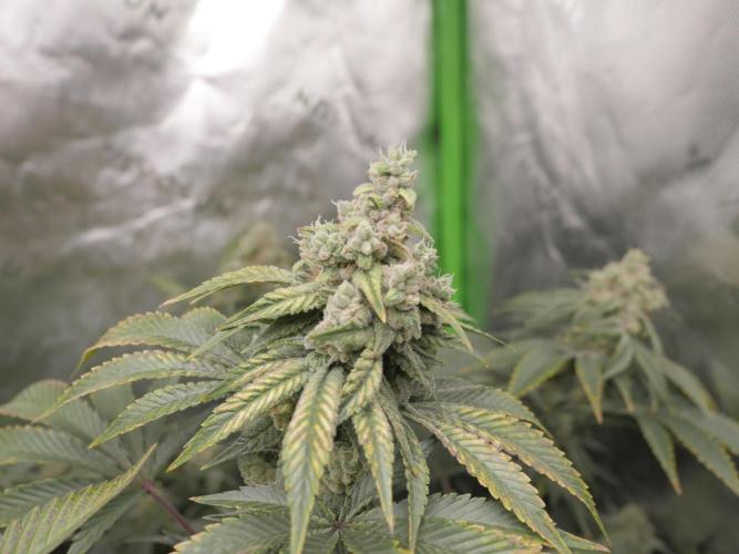 Insane OG, Gran Jefa. Week 14 - insane og 1