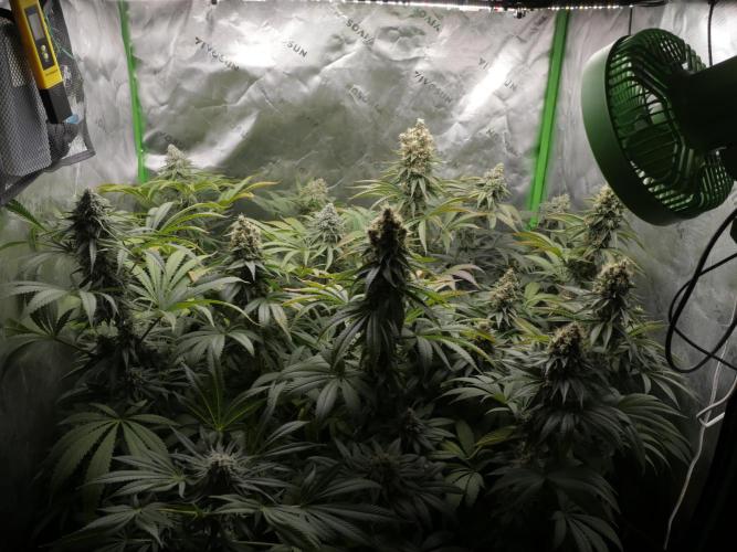 Insane OG, Gran Jefa. Week 14