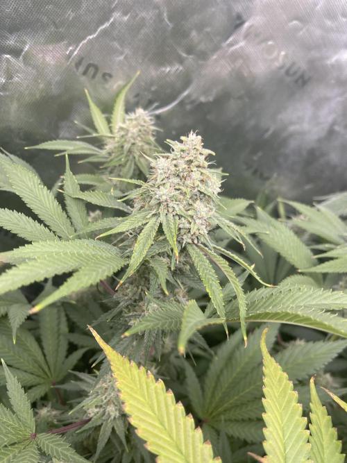 Insane OG, Gran Jefa. Week 15 - Insane og 2
