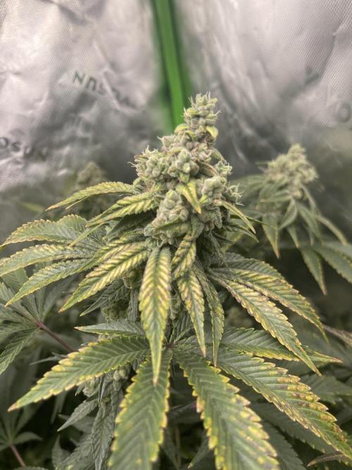 Insane OG, Gran Jefa. Week 15 - Insane og 1