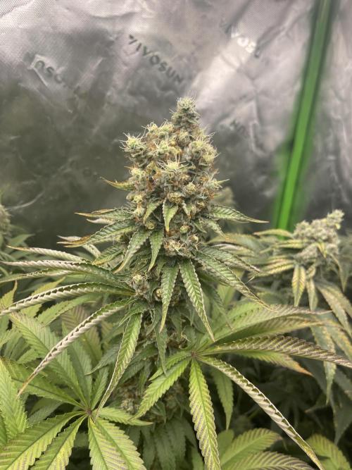 Insane OG, Gran Jefa. Week 15 - Gran jefa 1
