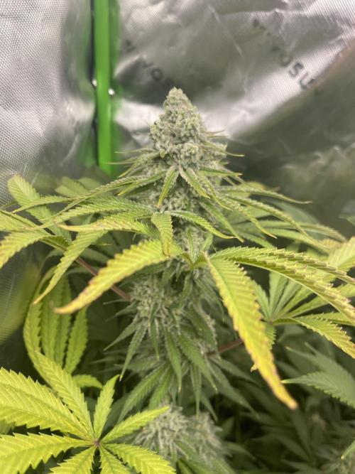 Insane OG, Gran Jefa. Week 15 - Gran jefa 2
