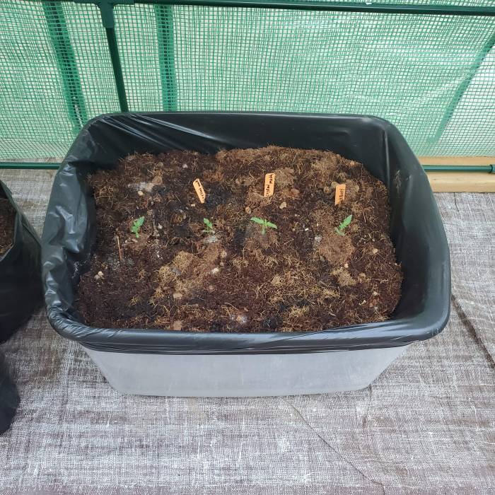 Fastbud2. Week 2 - Living soil bed.