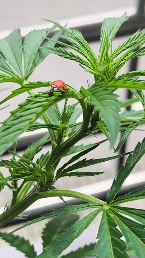 Seedsman Fast Season