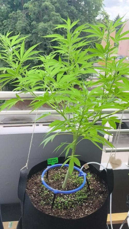 Seedsman Fast Season