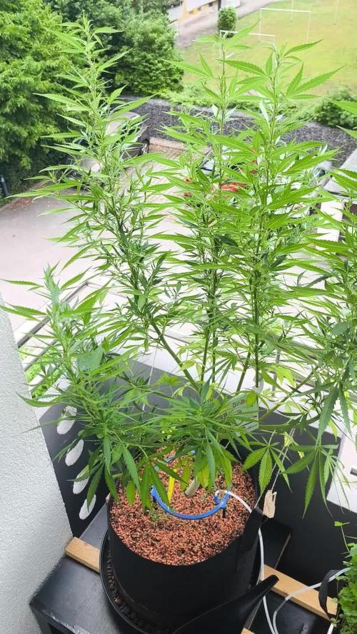 Seedsman Fast Season