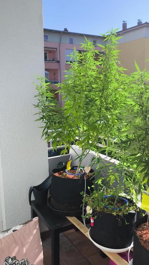 Seedsman Fast Season