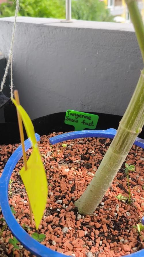 Seedsman Fast Season