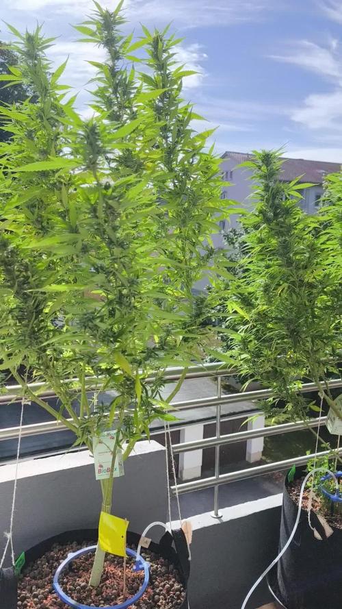 Seedsman Fast Season