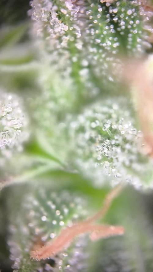 Seedsman Fast Season