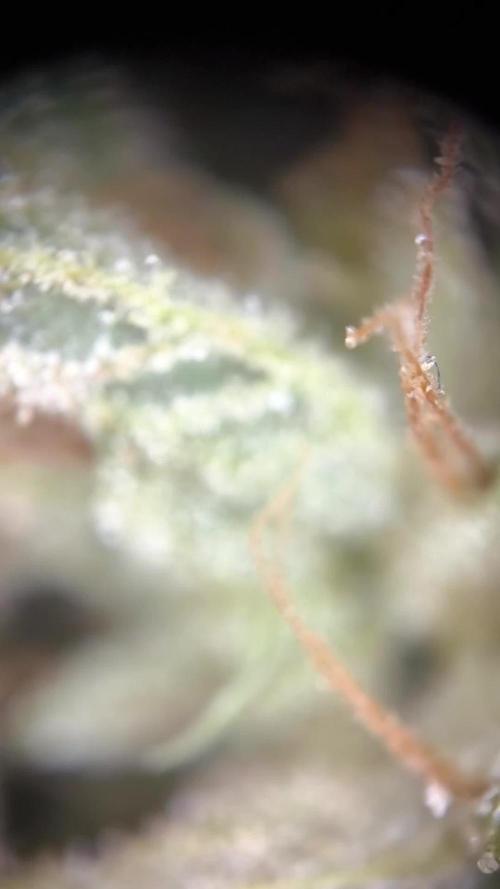 Seedsman Fast Season