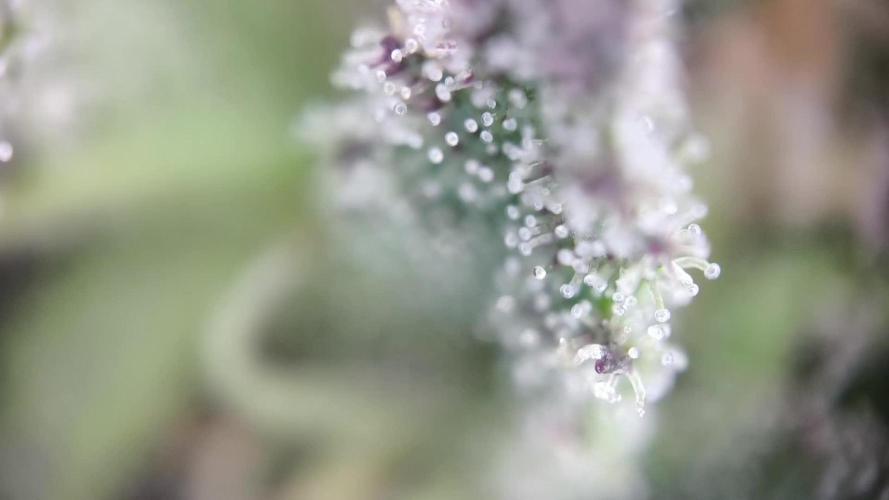 Seedsman Fast Season