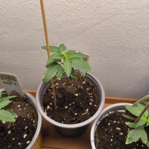 Blueberry Pie F1 Fast. Week 3