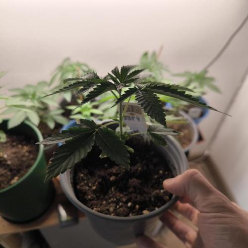 Blueberry Pie F1 Fast. Week 4