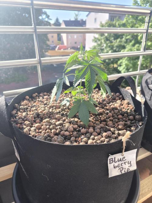 Blueberry Pie F1 Fast. Week 5