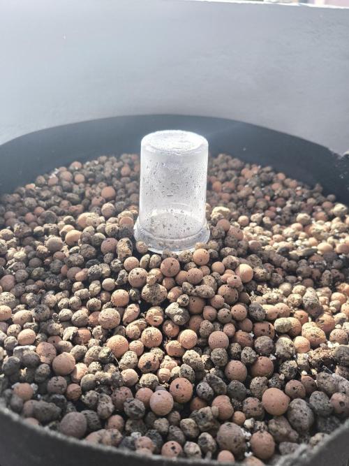 HubbaBubbaHaze. Week 0