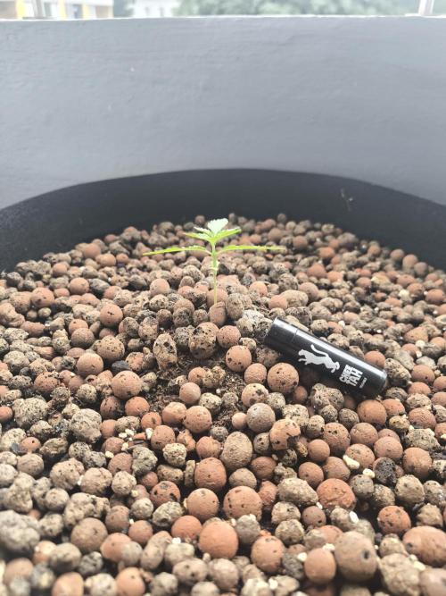 HubbaBubbaHaze. Week 2